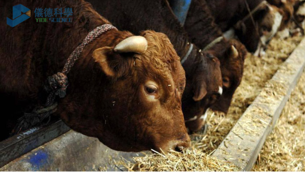 飼料中重金屬影響牧畜健康，智能石墨消解儀分析其含量